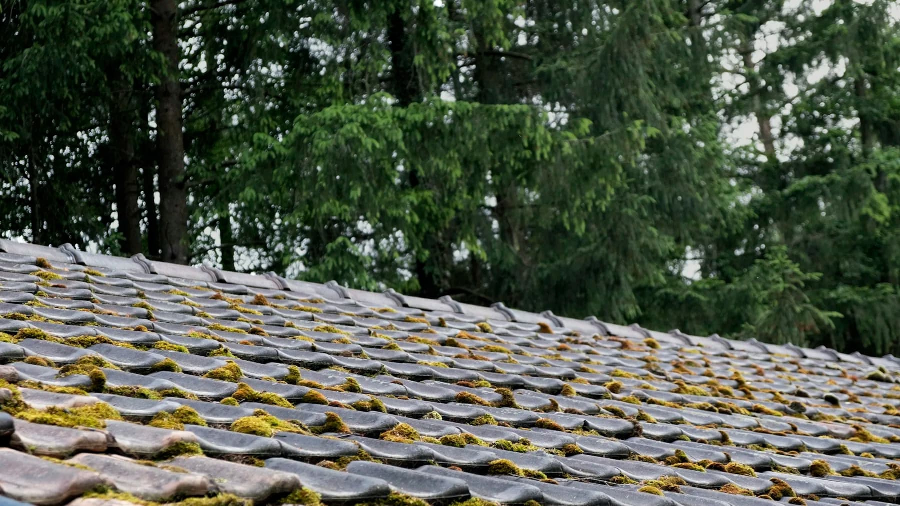 A worn roof with moss-covered shingles before replacement