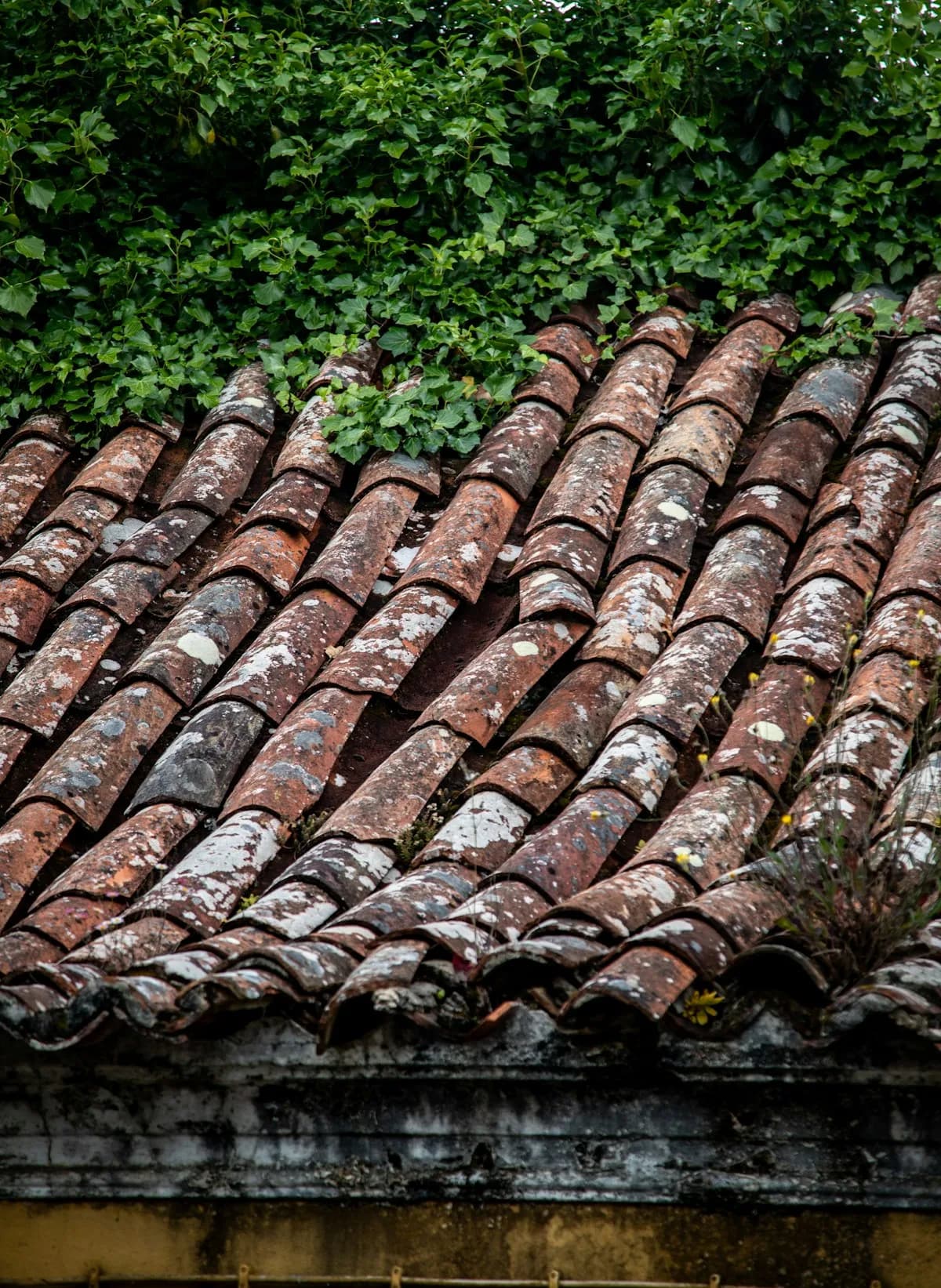 Old terracotta roof tiles overgrown with vines